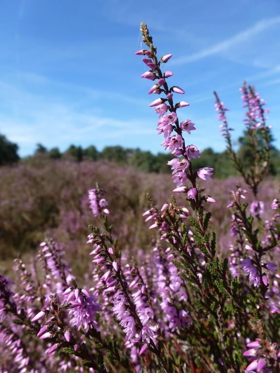 Natuurpoort Van Loon Loon op Zand Ngoại thất bức ảnh